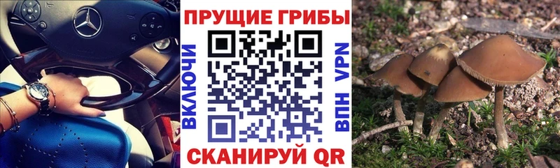 Псилоцибиновые грибы Psilocybe  Сухой Лог 